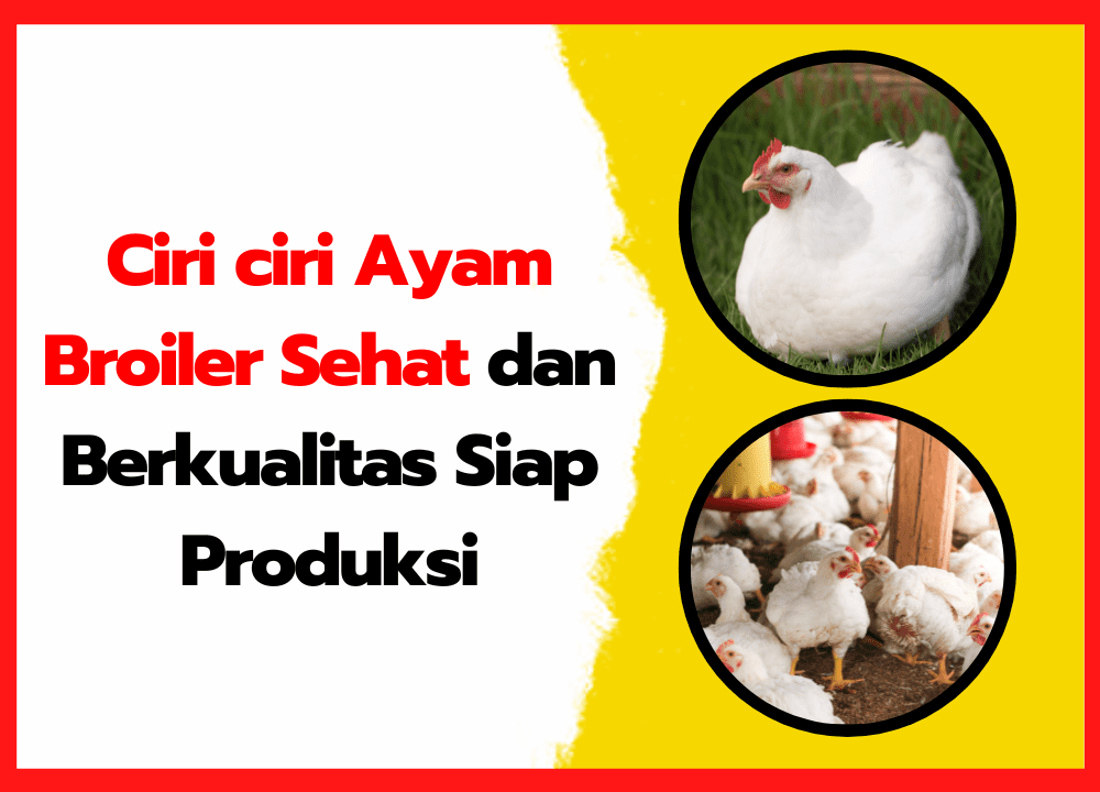 Ciri ciri Ayam Broiler Sehat dan Berkualitas Siap Produksi