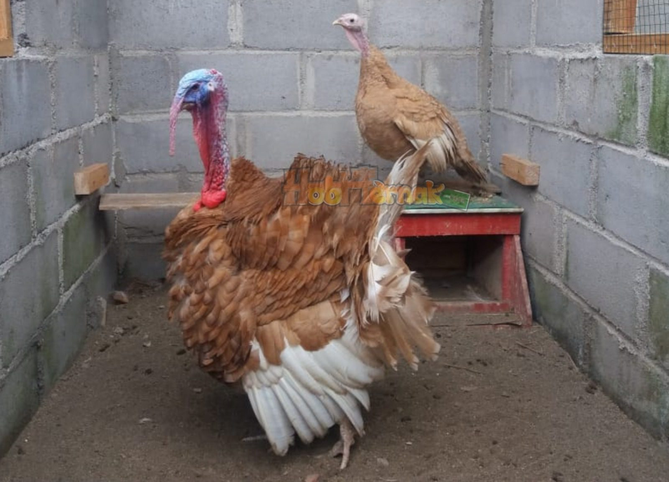 Daftar Harga Ayam Kalkun Terbaru Dari Anakan Hingga Indukan