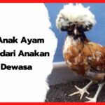 Makanan Ayam Poland Yang Sesuai dengan Umurnya