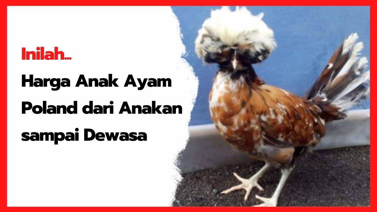 Makanan Ayam Poland Yang Sesuai dengan Umurnya