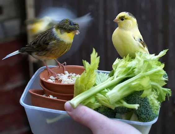 Selain dapat memakan biji - bijian burung kenari ini juga menyukai aneka sayur - sayuran | image 1