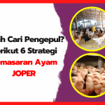 Masih Cari Pengepul Berikut 6 Strategi Pemasaran Ayam JOPER