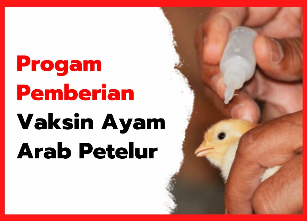 Progam Pemberian Vaksin Ayam Arab Petelur