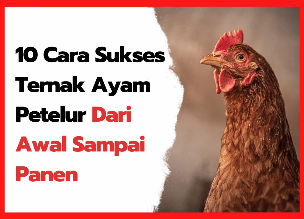 10 Cara Sukses Ternak Ayam Petelur Dari Awal Sampai Panen | cover