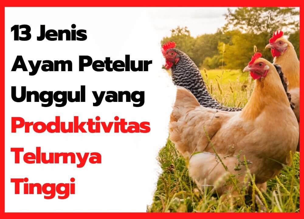 https://hobiternak.com/wp-content/uploads/2021/05/13-Jenis-Ayam-Petelur-Unggul-yang-Produktivitas-Telurnya-Tinggi.jpg