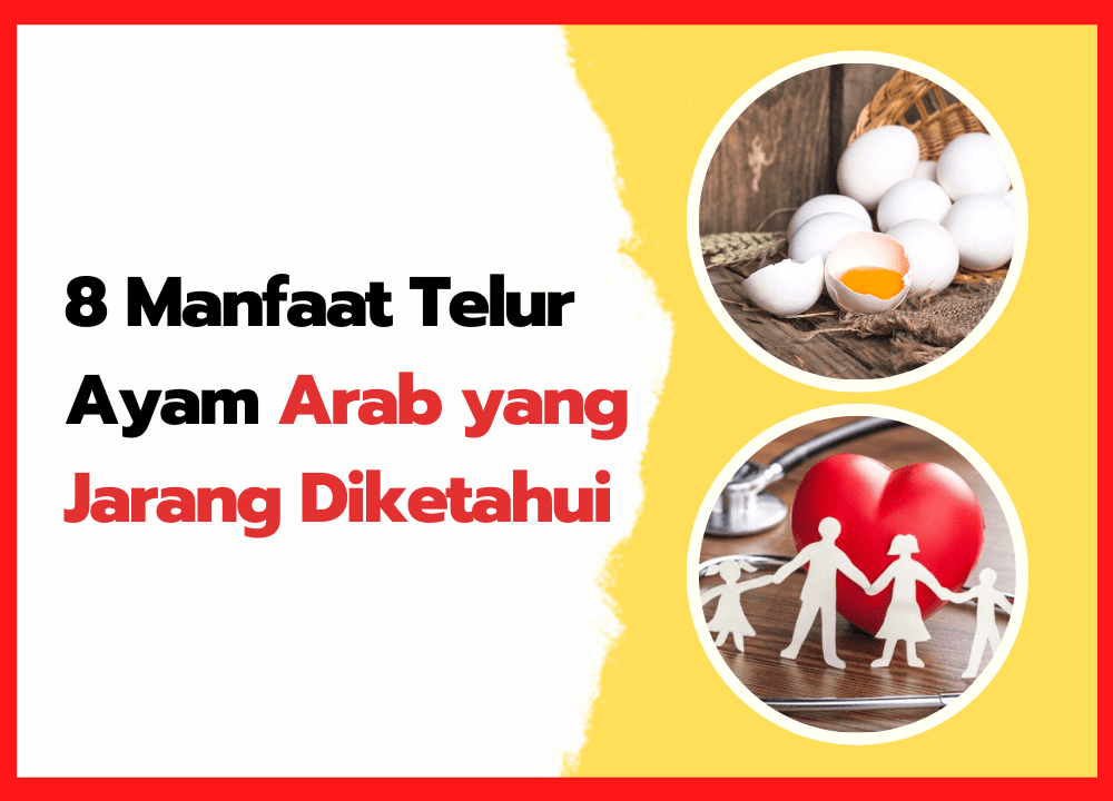 8 Manfaat Telur Ayam Arab yang Jarang Diketahui | thumnail