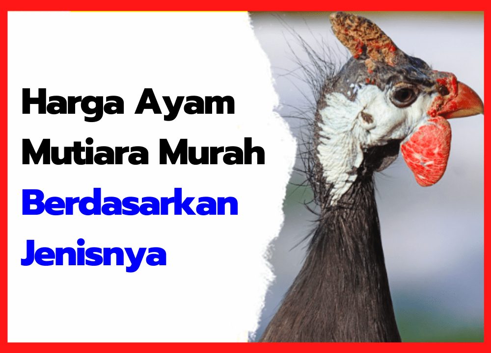 Harga Ayam Mutiara Murah Berdasarkan Jenisnya | cover