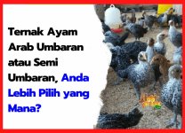 Ternak Ayam Arab Umbaran atau Semi Umbaran, Anda Lebih Pilih yang Mana | cover