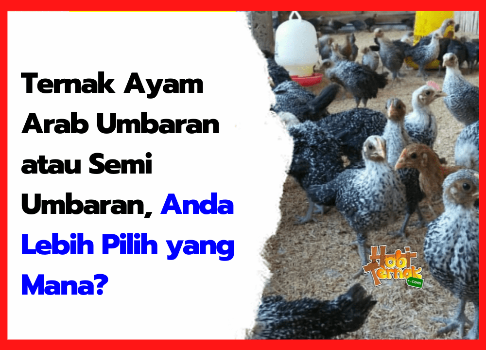 Ternak Ayam Arab Umbaran atau Semi Umbaran, Anda Lebih Pilih yang Mana | cover