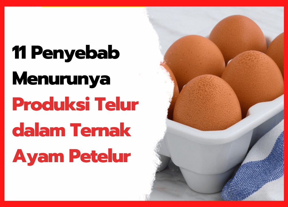 11 Penyebab Menurunya Produksi Telur dalam Ternak Ayam Petelur I cover