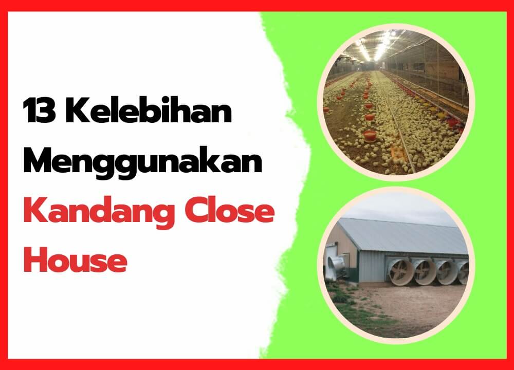 13 Kelebihan Menggunakan Kandang Close House | cover