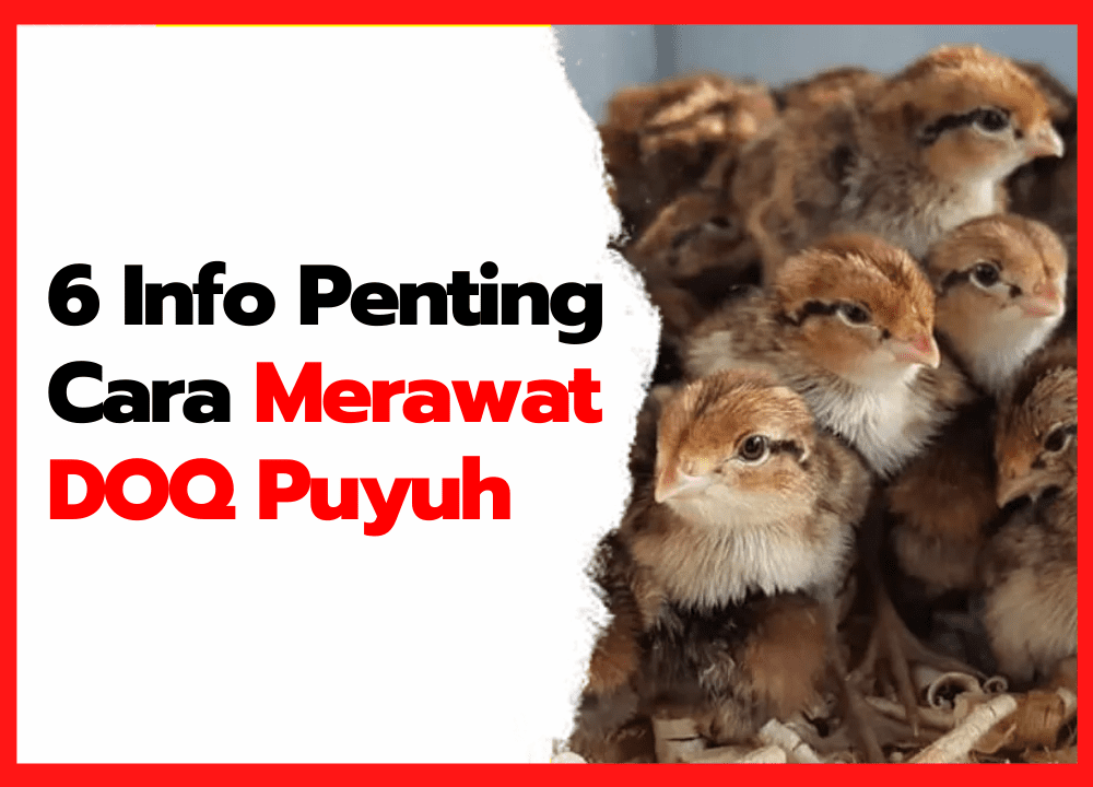 6 Info Penting Cara Merawat DOQ Puyuh | cover