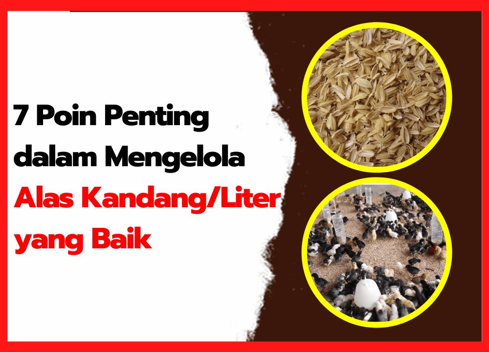 Alas Kandang Ayam yang Bagus: 7 Poin Penting Mengelola Litter
