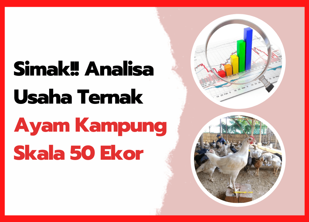 Analisa Usaha Ternak Ayam Kampung Skala 50 Ekor | thumnail