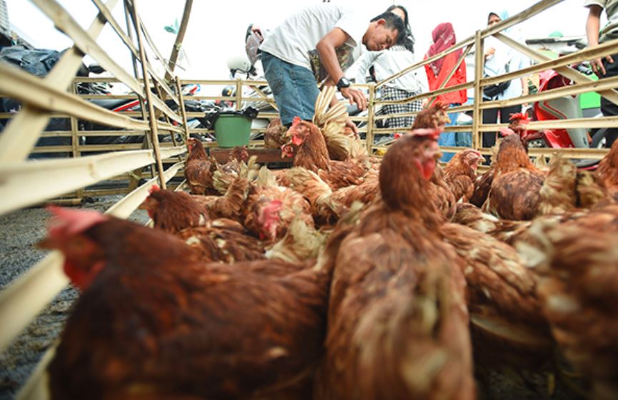 Ayam Petelur yang sudah memasuki  masa afkir akan dijual dipasaran atau disalukan pada suplayer langganan peternak | image 2