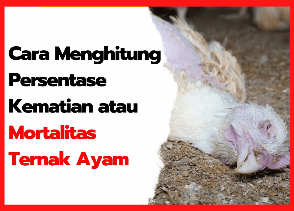Cara Menghitung Persentase KematianMortalitas Ternak Ayam | cover