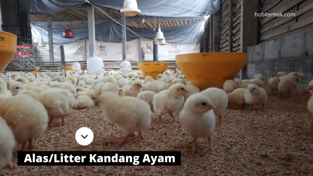 Litter atau alas kandang ayam sangat penting bagi keberhasilan ternak ayam | image 2