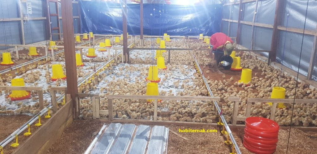 Mempunyai teman atau rekan yang sudah menggeluti usaha ayam petelur sejak dahulu sangat bagus bagi Anda untuk mencari ilmu