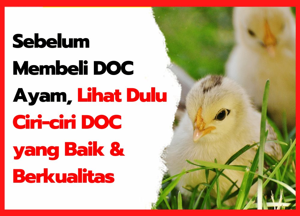Sebelum Membeli DOC Ayam, Lihat Dulu Ciri-ciri DOC yang Baik & Berkualitas | cover