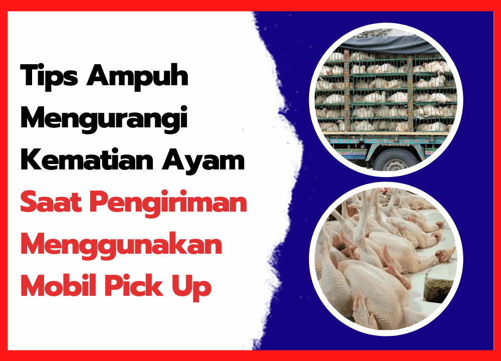 Tips Ampuh Mengurangi Kematian Ayam Saat Pengiriman Menggunakan Mobil Pick Up | cover