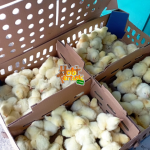 Ayam Broiler Jantan dan Betina: Ciri dan Perbedaannya