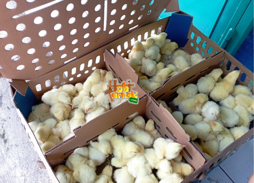 Ayam Broiler Jantan dan Betina: Ciri dan Perbedaannya