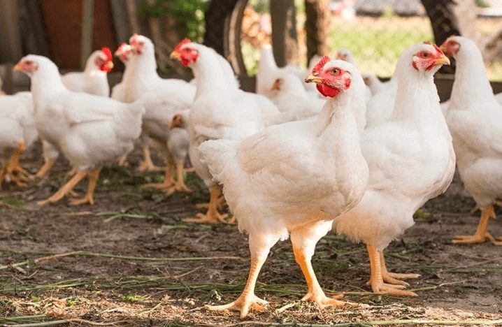 Pada usia 35 hari ayam broiler sudah dapat dipanen dengan bobot yang lumayan besar