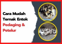 Cara Mudah Ternak Entok Pedaging & Petelur | thumnail