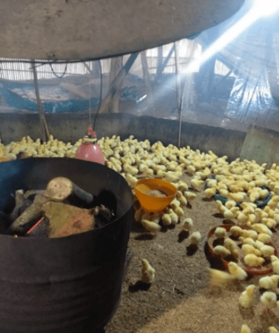 Kayu bakar bisa digunakan sebagai pemanas ayam | image 4