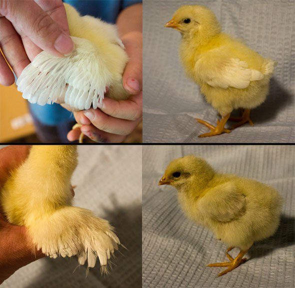 Untuk membedakan ayam berjenis kelamin jantan atau betina bisa dilihat dari fisiknya
