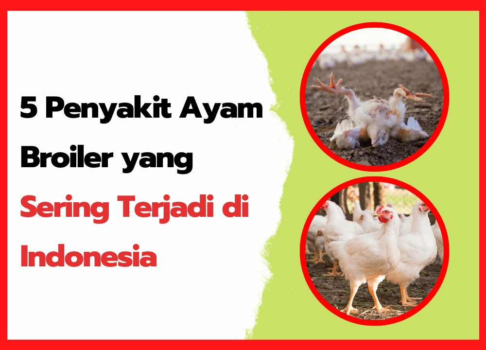 5 Penyakit Ayam Broiler yang Sering Terjadi di Indonesia | cover
