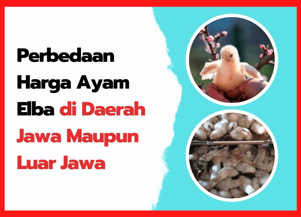 Perbedaan Harga Ayam Elba di Daerah Jawa Maupun Luar Jawa | cover
