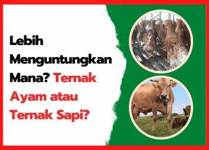Lebih Menguntungkan Mana Ternak Ayam atau Ternak Sapi | cover