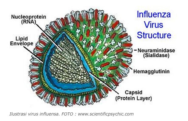 Salah satu bentuk atau struktur dari virus Flu Burung | image 2