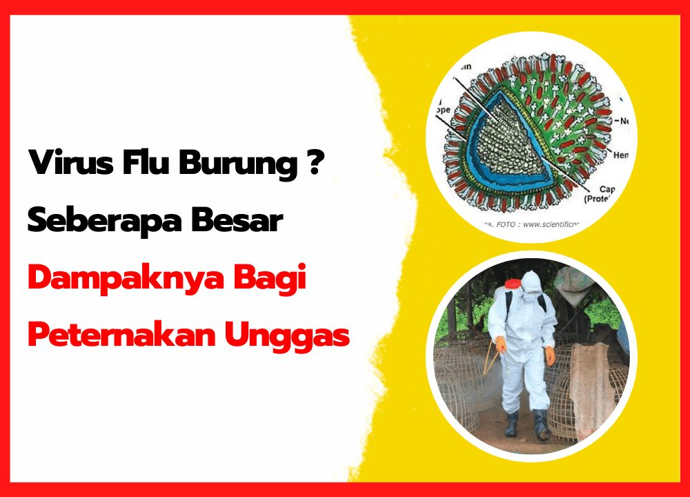 Virus Flu Burung Seberapa Besar Dampaknya Bagi Peternakan Unggas | thumnail