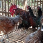 Apakah Ayam KUB Bisa Mengerami Telurnya? Ini Faktanya