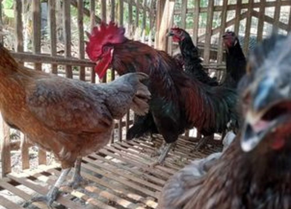 Apakah Ayam KUB Bisa Mengerami Telurnya? Ini Faktanya