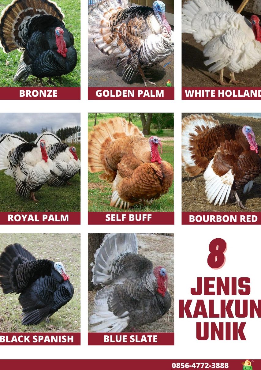 Berikut merupakan kumpulan foto - foto untuk jenis ayam kalkun yang hobiternak.com sediakan | image 4