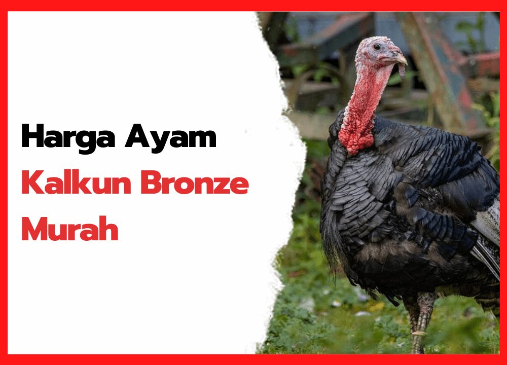 Harga Ayam Kalkun Bronze Murah | thumnail