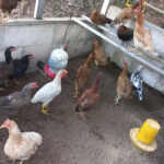 Masa Panen Ayam KUB: Pedaging dan Petelur Masa Panen Ayam KUB: Pedaging dan Petelur