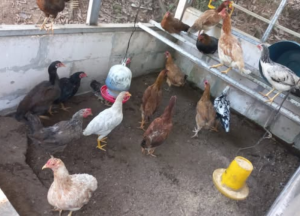 Masa Panen Ayam KUB: Pedaging dan Petelur