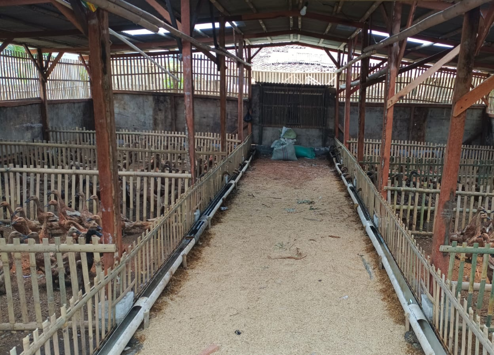 Mengenal Jenis-jenis Kandang Bebek Petelur Sistem Kering