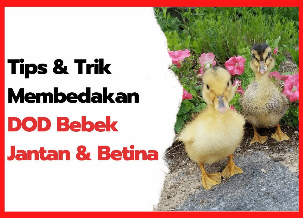Tips & Trik Mudah Membedakan DOD Bebek Betina & Jantan | cover