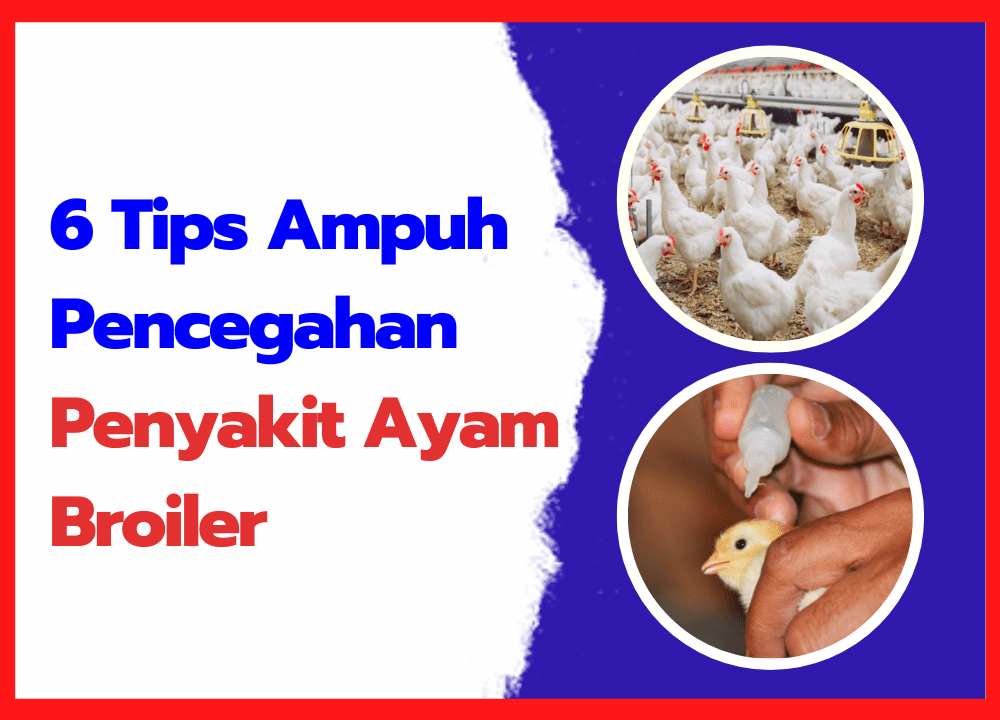 6 Tips Ampuh Pencegahan Penyakit Ayam Broiler | cover