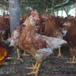 7 Alasan Kegagalan Ternak Ayam Petelur dan Cara Mengantisipasinya