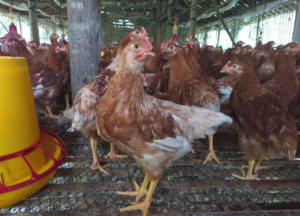 7 Alasan Kegagalan Ternak Ayam Petelur dan Cara Mengantisipasinya