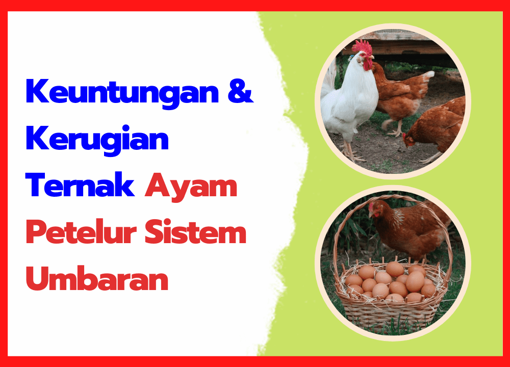 Keuntungan & Kerugian Ternak Ayam Petelur Sistem Umbaran | cover
