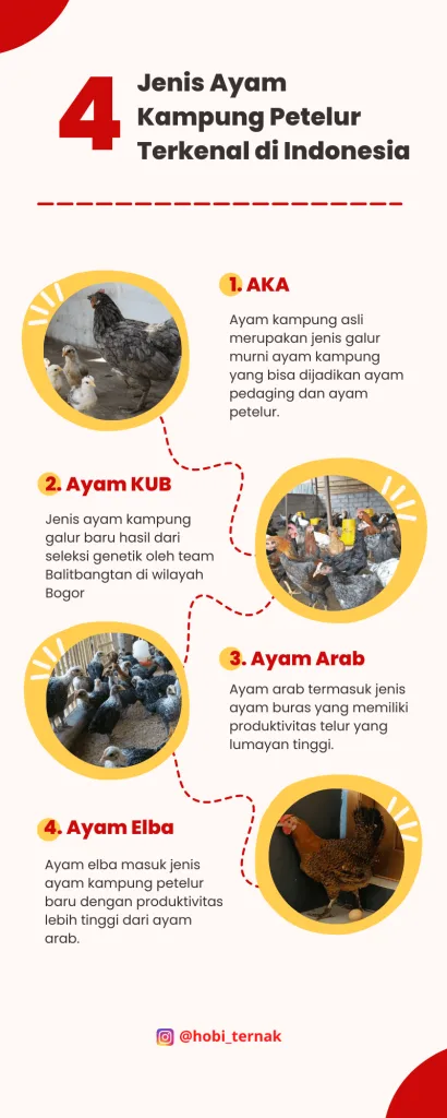 4 Jenis Ayam Kampung Petelur Terkenal di Indonesia | infografis