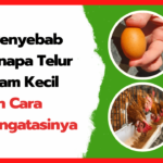 5 Penyebab Telur Ayam Kecil Cara Mengatasinya