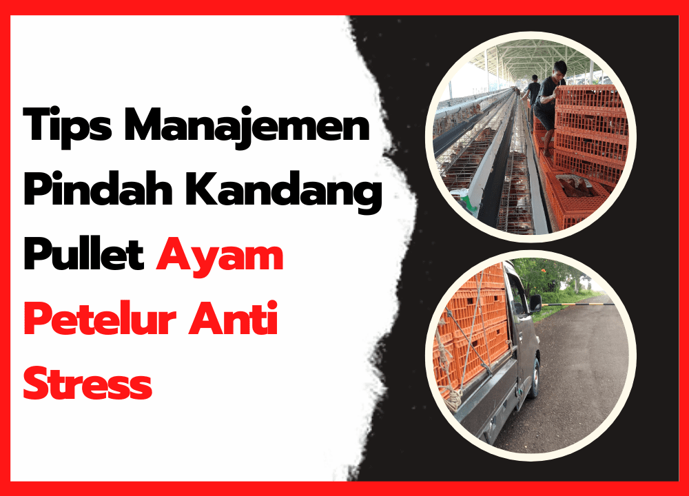 Tips Manajemen Pindah Kandang Pullet Ayam Petelur Anti Stress ~ cover